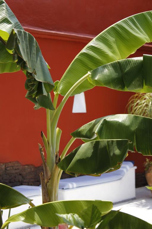 Casa Oaxaca Hotel Ngoại thất bức ảnh